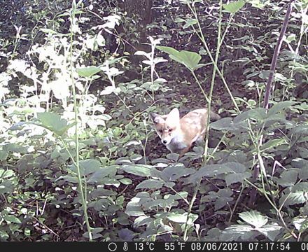 Fox cub