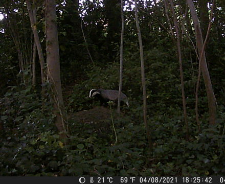 Badger