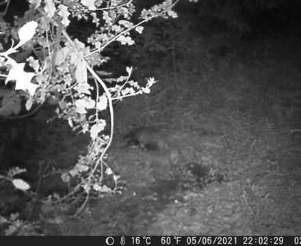 Dark badger