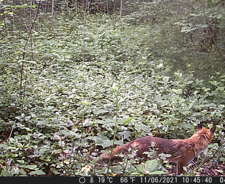 Mama fox