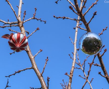 Christmas2025tobyphelps9pcr